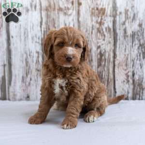 Isabella, Mini Goldendoodle Puppy